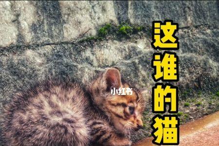 猫走丢了会回来么