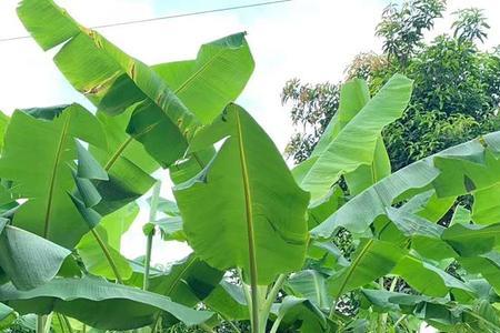 芭蕉秋季能移栽不