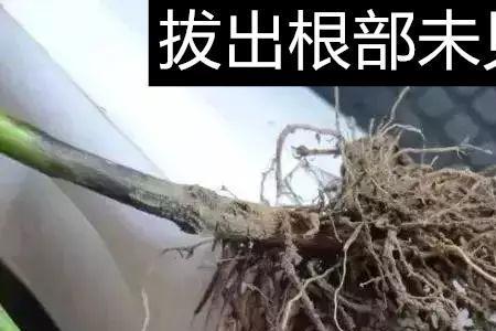 辣椒根断了还能活吗