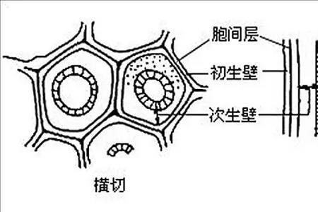 真核细胞有没有细胞壁