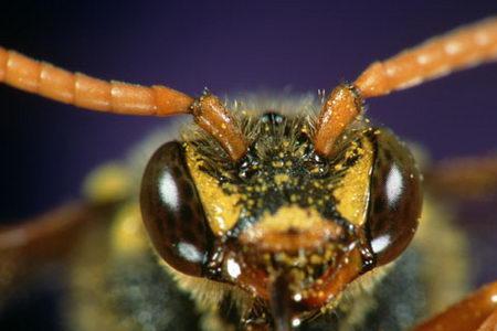 蜜蜂死后口器是伸着的怎么回事