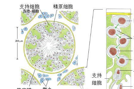 一滴血原则什么意思