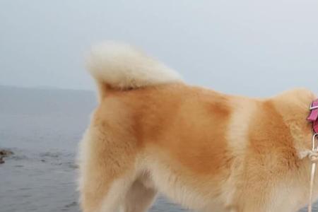 青岛可以养秋田犬吗