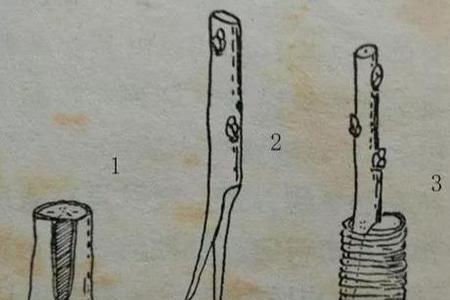 10公分嫁接果树最快方法