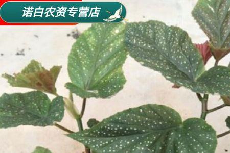 大叶竹节海棠的养殖方法