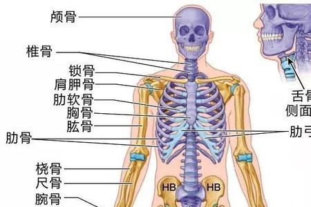 腓肋读音