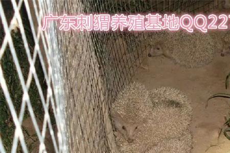 养殖刺猬成本利益多少