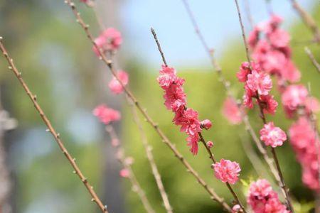 一月桃花会开吗