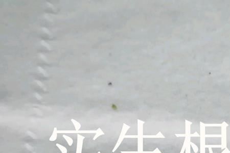 蔷薇提根嫁接用芽接还是枝接