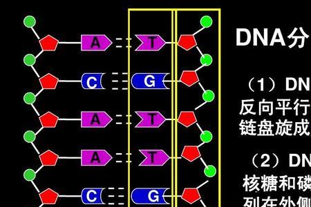 dna的主链是由什么组成