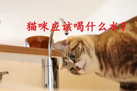 狗喝过的水猫能喝吗