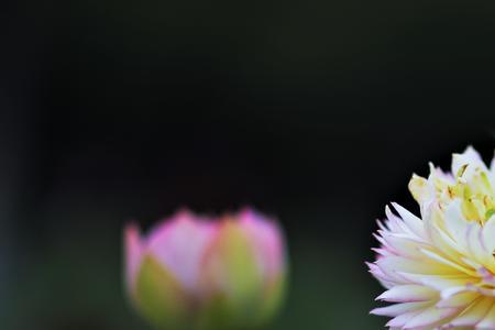 千瓣莲什么时候适合手动开花