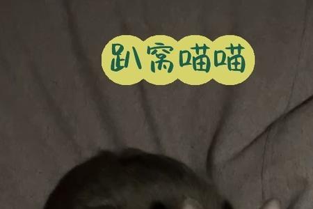 猫趴窝多久会生