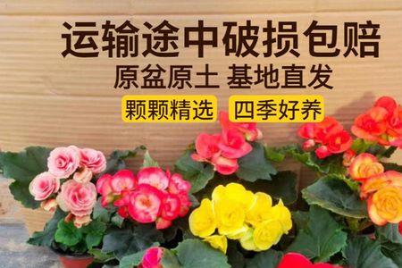 夫妻海棠花能四季都开花吗