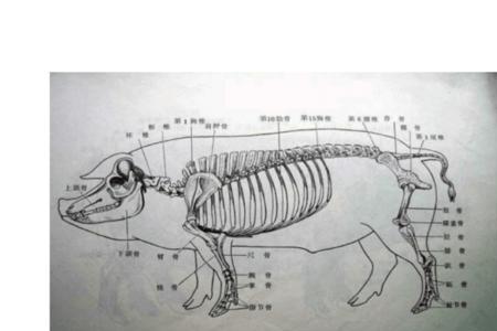 猪的哪个部位好吃排名