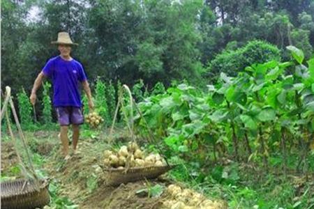 豆薯种植时间和方法