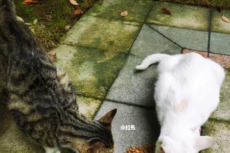 流浪猫饿几天会粘人吗