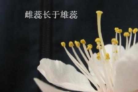 桃花是单性花还是两性花