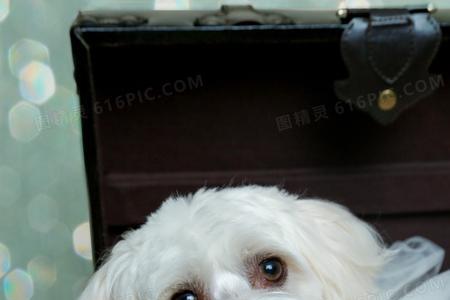 马尔济斯犬毛几个月才变长