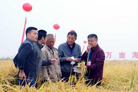 野生海水稻怎么来的