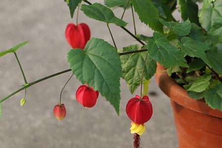 灯笼花夏天黄叶掉花怎么办