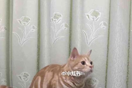 橘猫可以和美短配吗