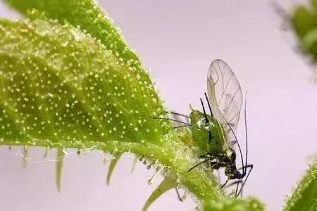 槐树上黄蚜虫用什么药有效