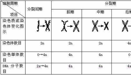 有丝分裂时期核孔数目变化