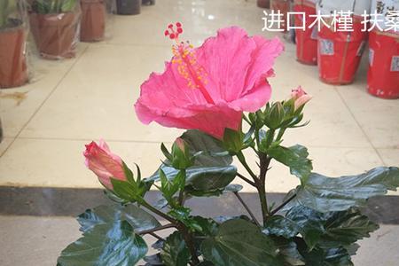 芙蓉牡丹扶桑花是四季开花吗