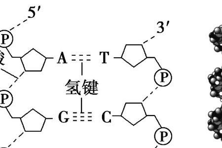 dna分子中的基因相等吗