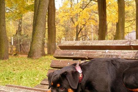 罗威纳犬能否适宜北方的气温