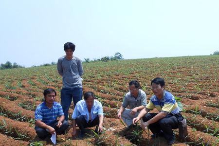 生姜的栽植方法