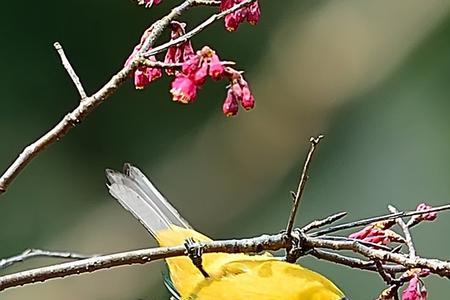 春暖花开关不住是什么动物