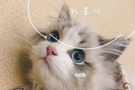 迷人的小猫咪是什么梗