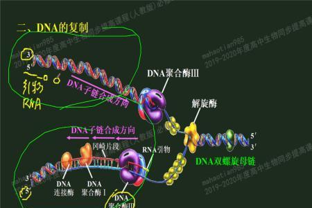 高一生物什么链