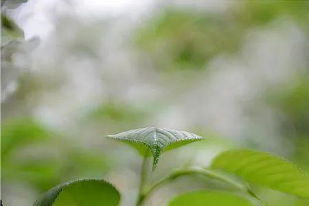 多情最是春庭雪的意思