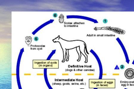 绦虫幼虫的发育过程