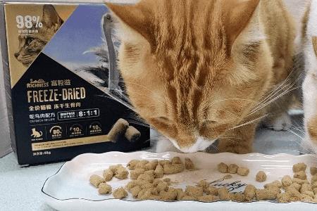 猫可以吃馅饼吗