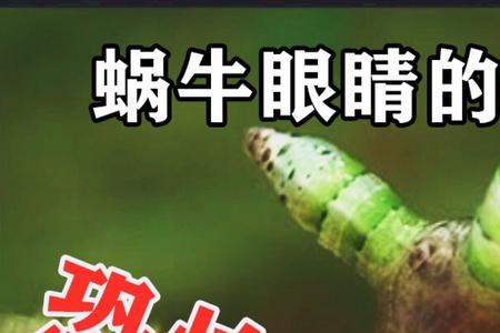 蜗牛养殖如何去除寄生虫