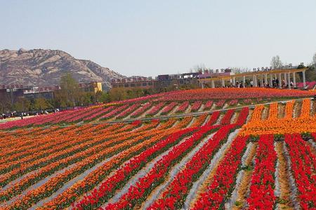 长春郁金香小镇景点