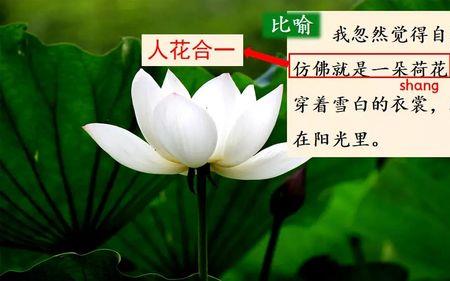 荷花仿佛什么比喻句