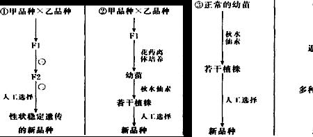 人工育种种类及优缺点