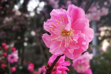 待到春花烂漫时意思