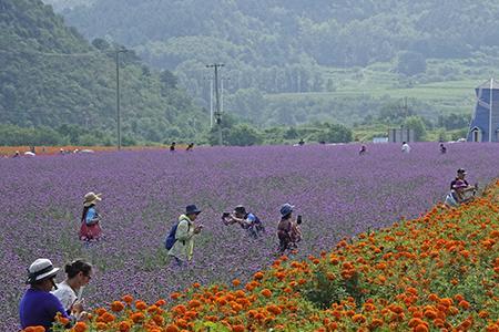 英山四季花海几月份去最好