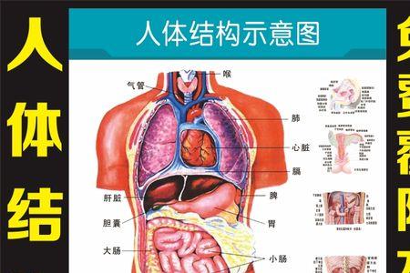 不属于内脏的是什么系统