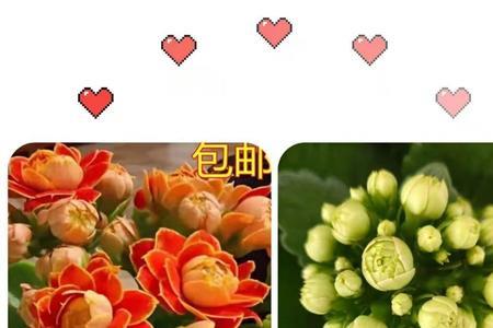 长寿花金狐狸开花大么