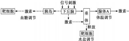 体温的感觉中枢是啥