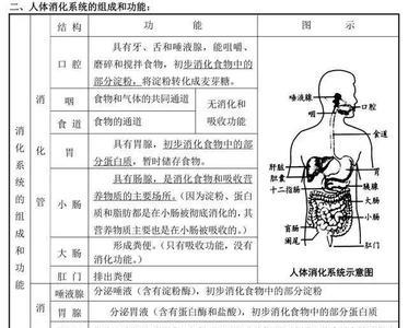 人体八大系统的组成