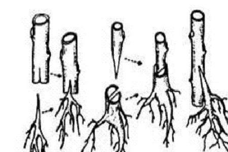 大砧木小接穗的嫁接技术