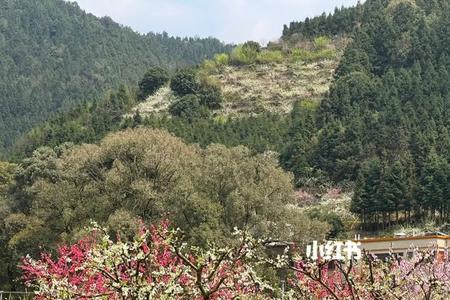 漫山遍野开满桃花怎么去形容